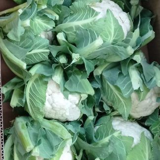 Coliflor