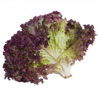 Lechuga hoja de roble
