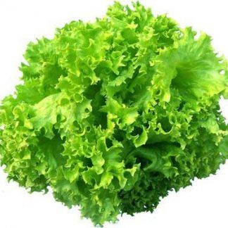 Lechuga rizada