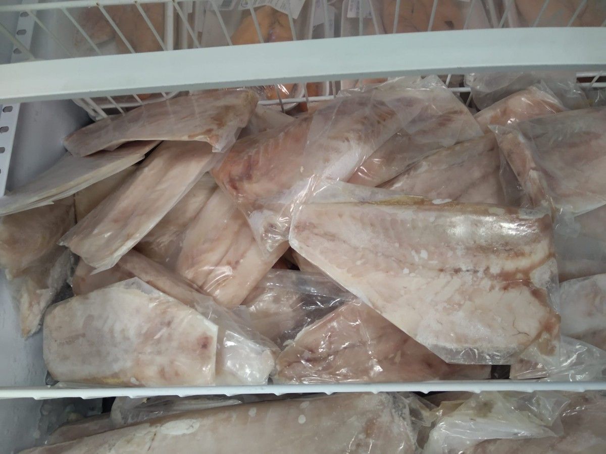 Perca filete