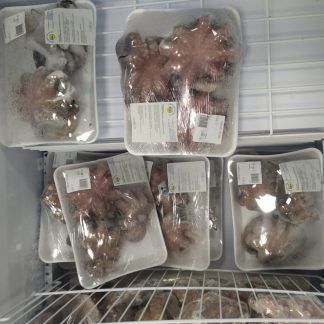 Pulpo Pequeño