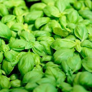 Albahaca manojo
