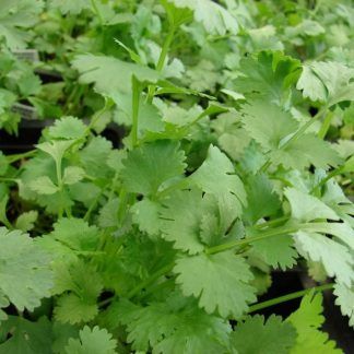 Cilantro manojo