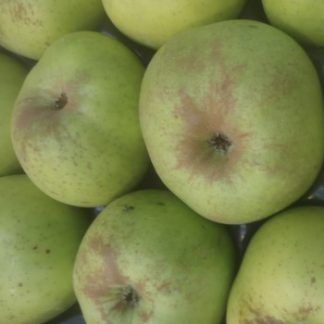 Manzana Reineta