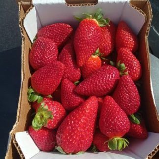 Fresas Valsequillo